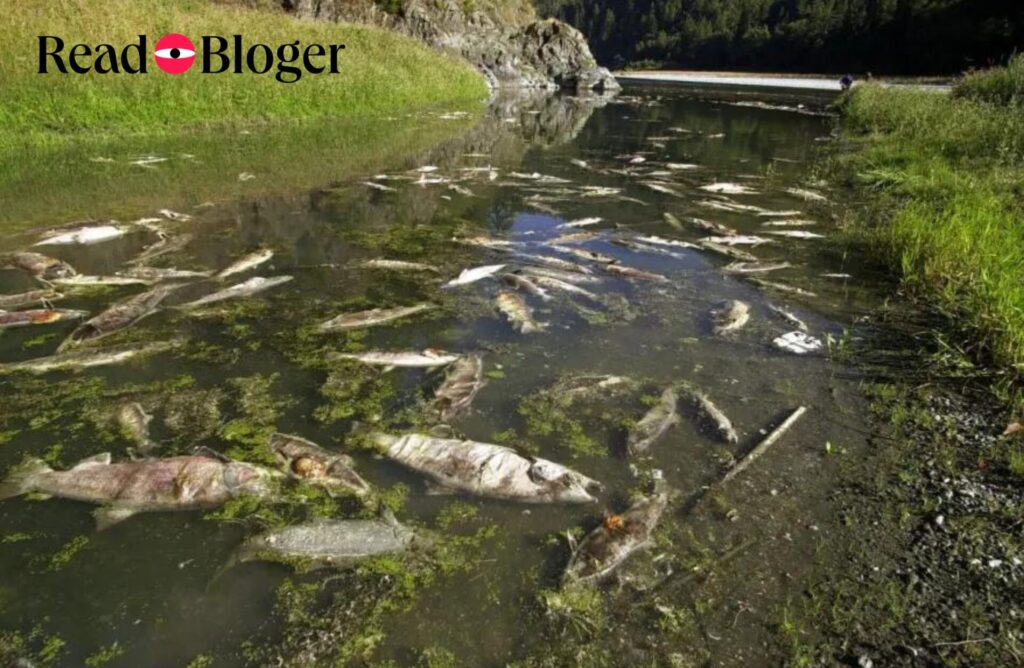 Large Number of Salmon Fry Die After Released Into California River